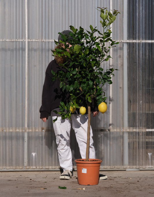 Lemon Tree