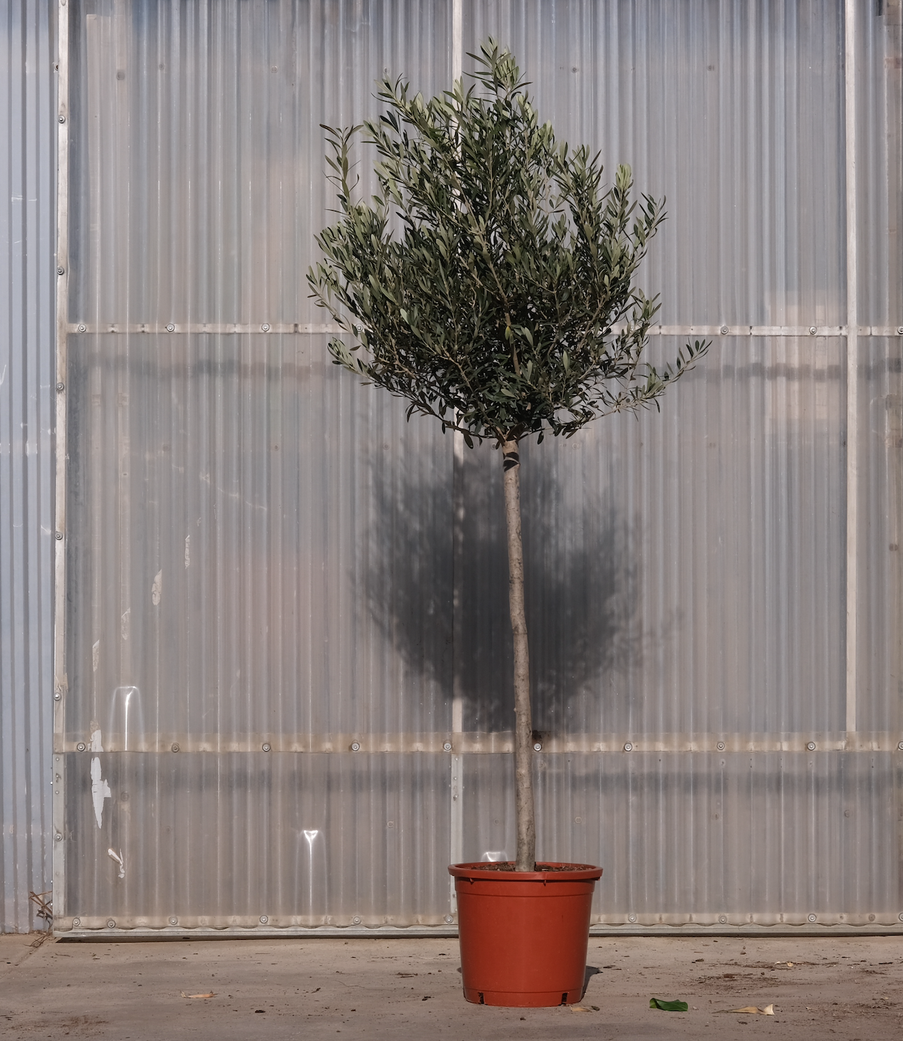 Olive Tree