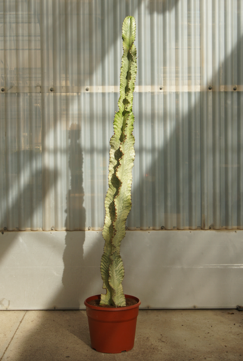 Euphorbia Variegata