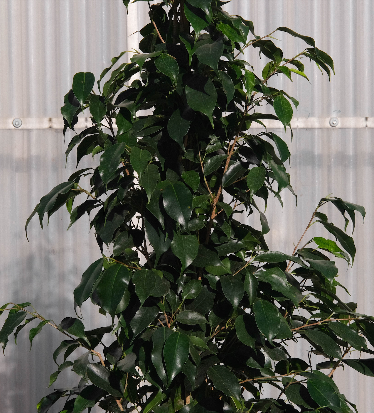 Ficus Benjamina