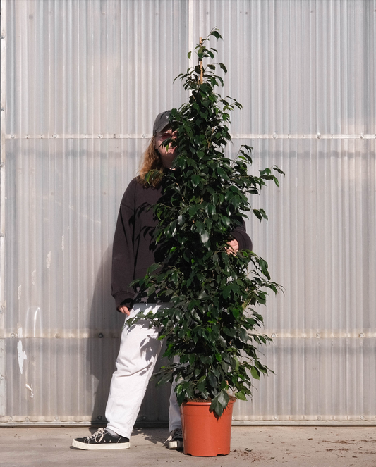 Ficus Benjamina