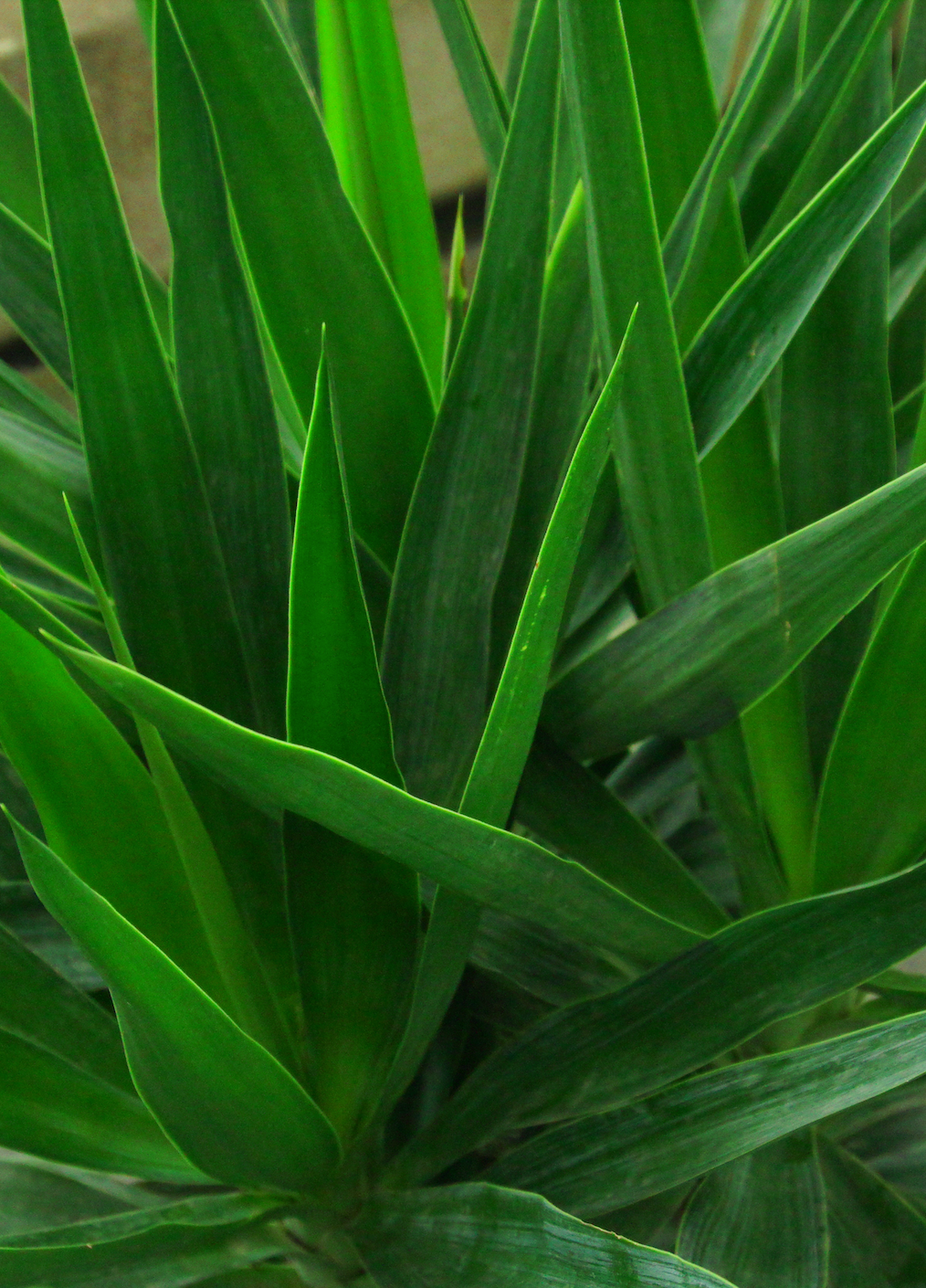 Yucca Elephantipes