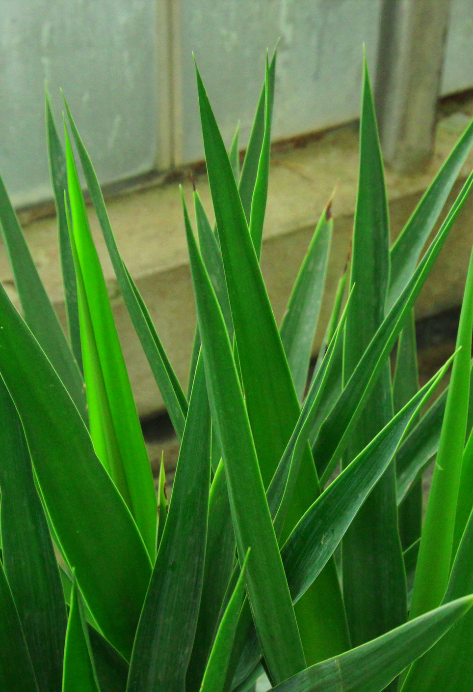 Yucca Elephantipes