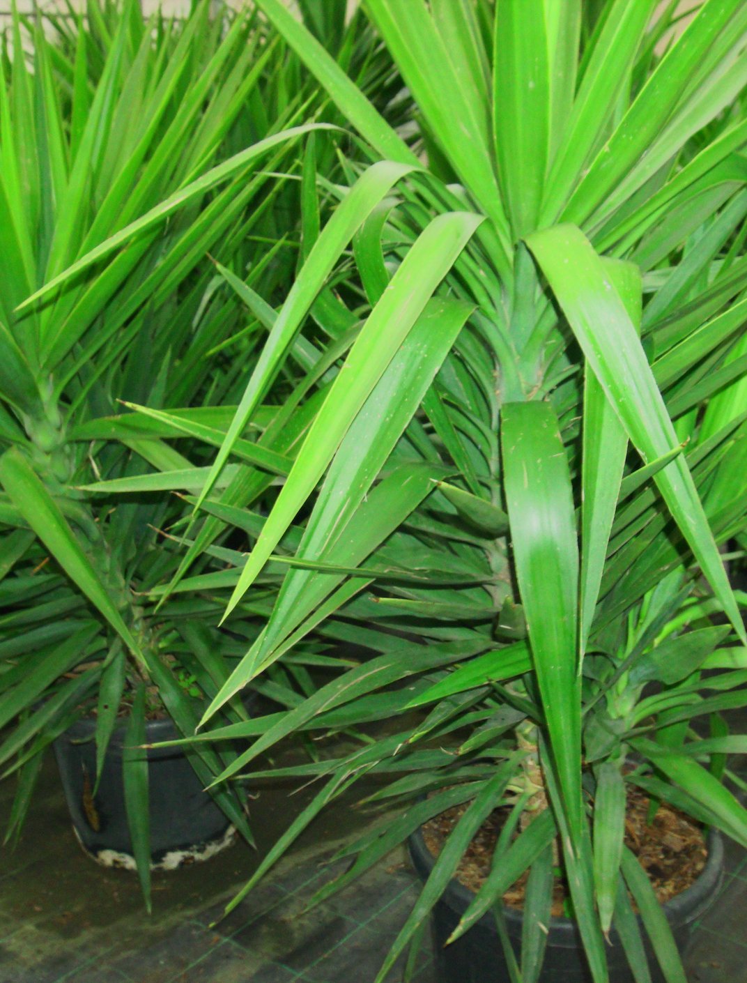 Yucca Elephantipes