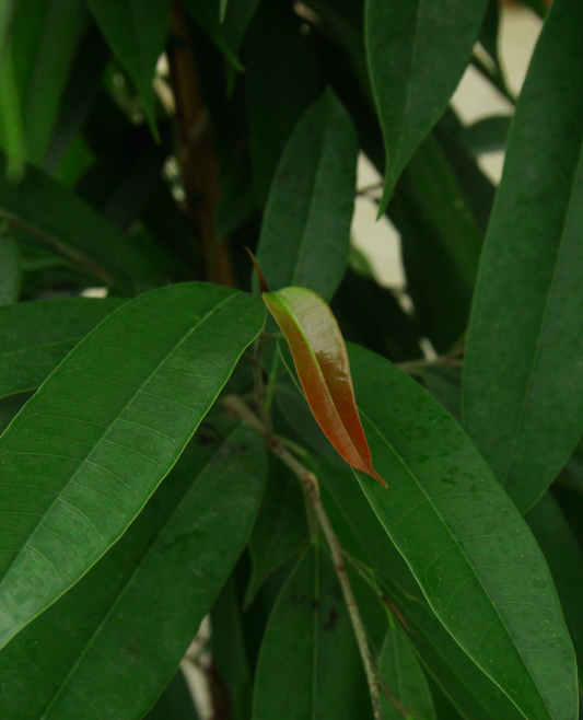 Ficus Amstel King Big
