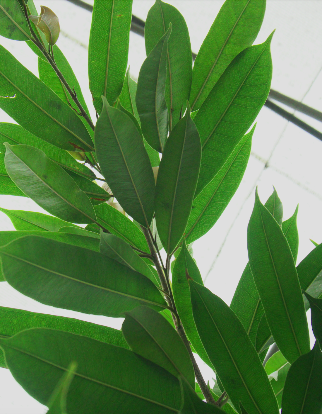 Ficus Amstel King Big