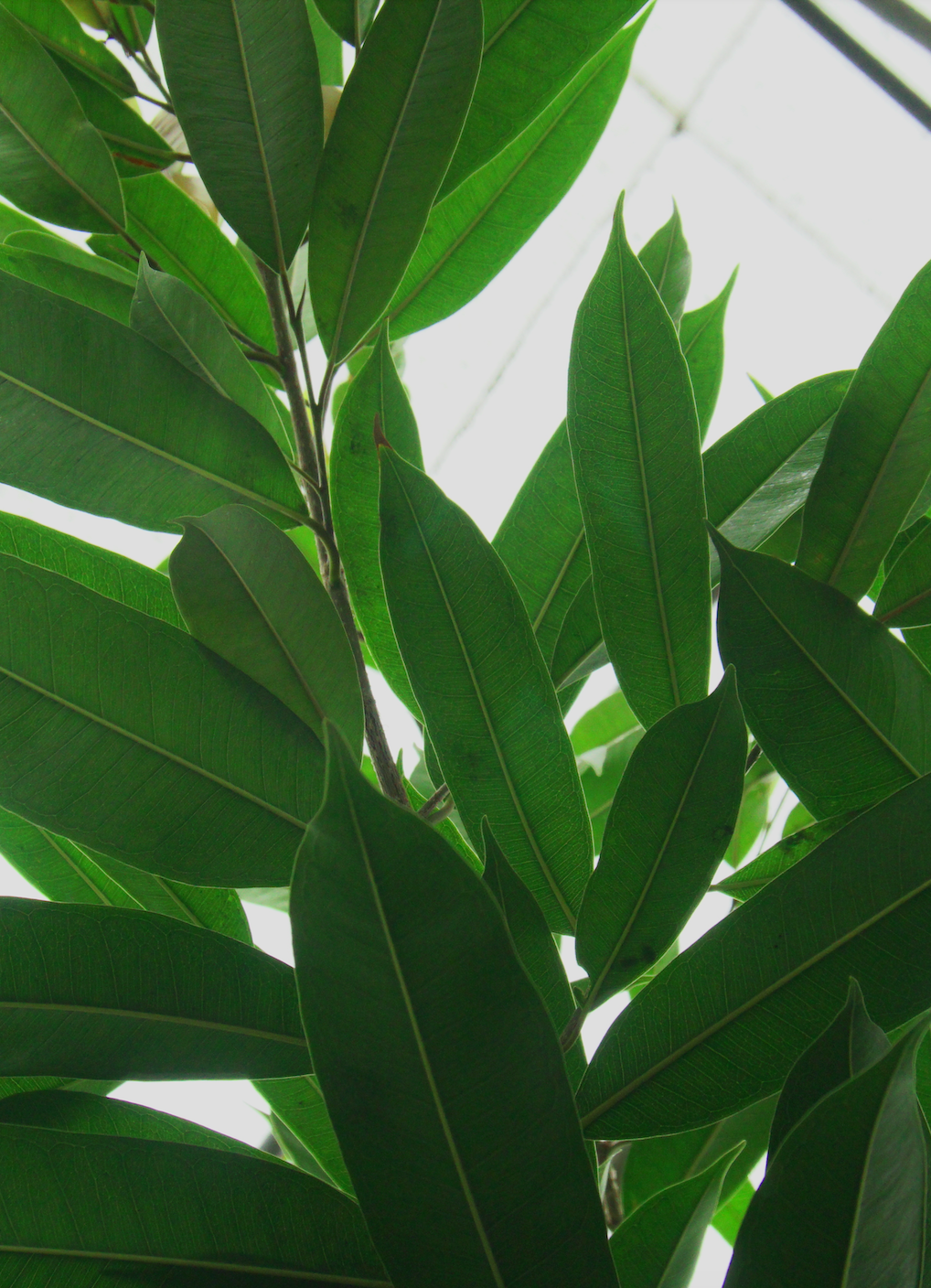 Ficus Amstel King Big