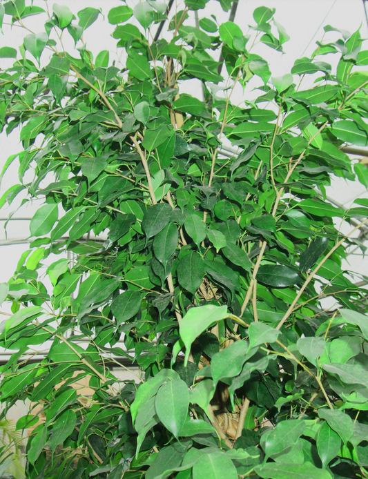 Ficus Benjamina Big