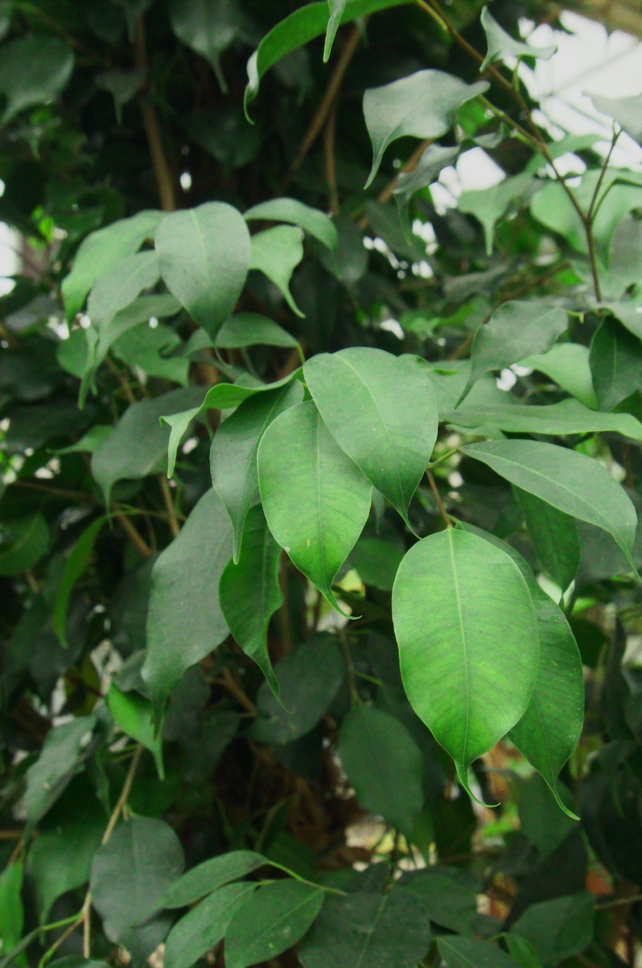 Ficus Benjamina Big