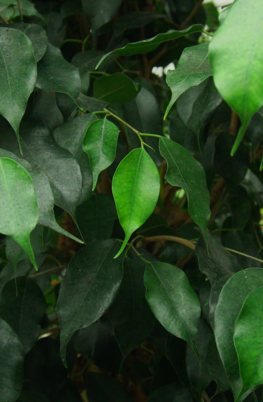 Ficus Benjamina Big