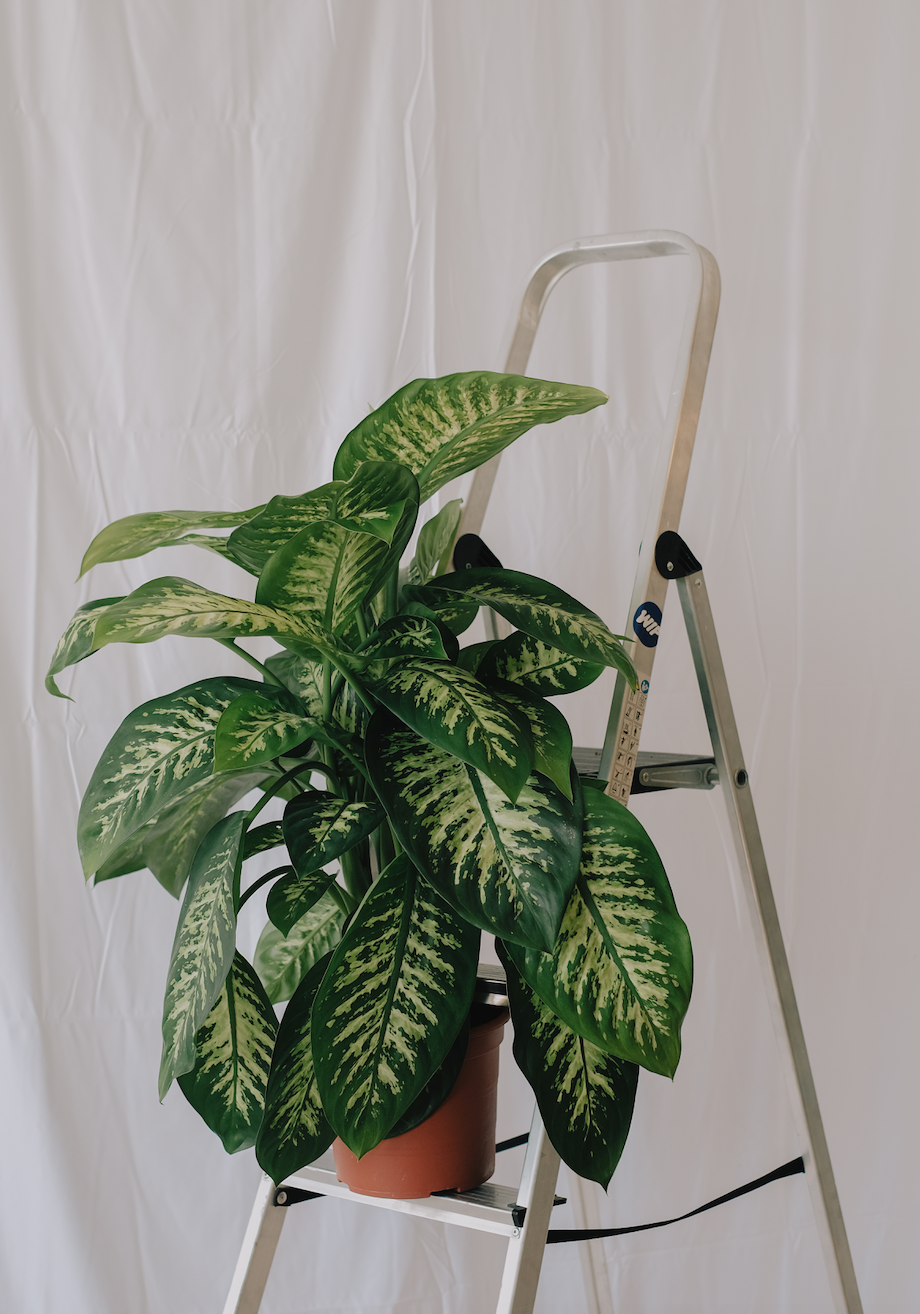 Dieffenbachia