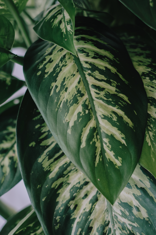 Dieffenbachia