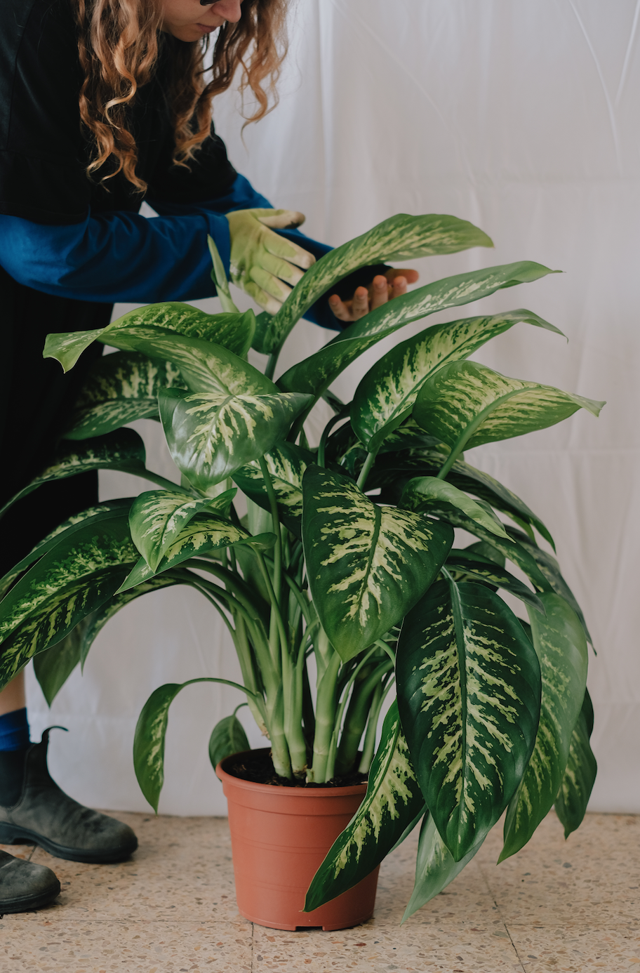 Dieffenbachia