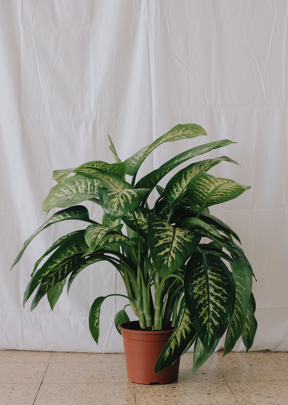 Dieffenbachia