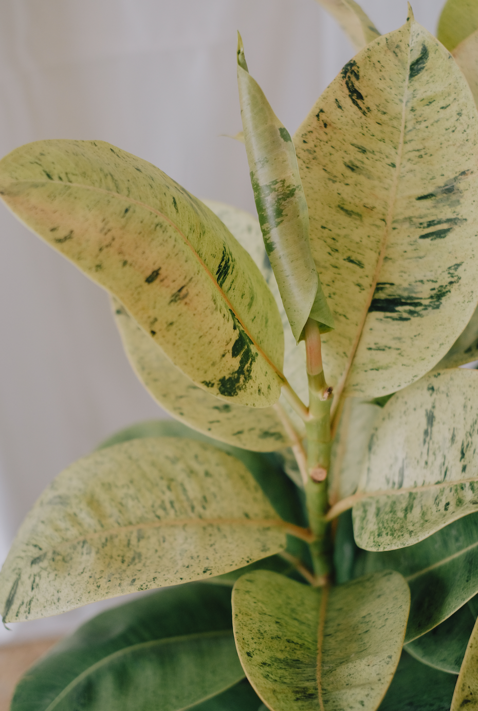 Ficus Shivereana