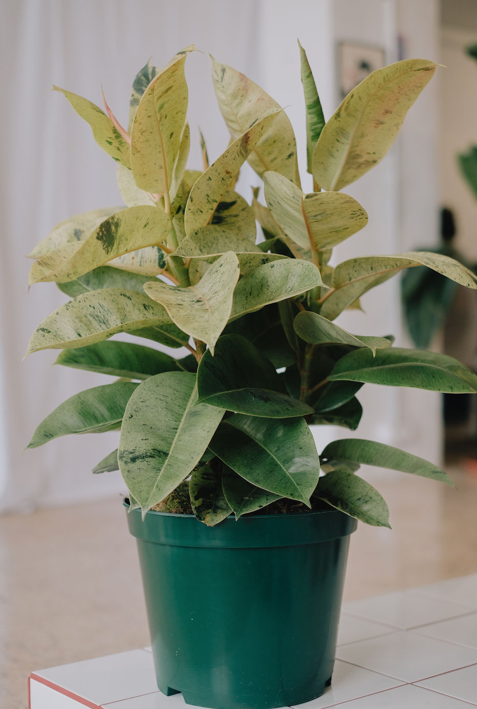 Ficus Shivereana
