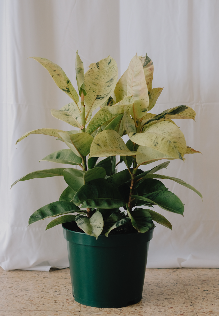 Ficus Shivereana