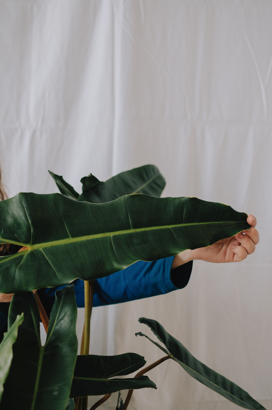 Philodendron Billietiae