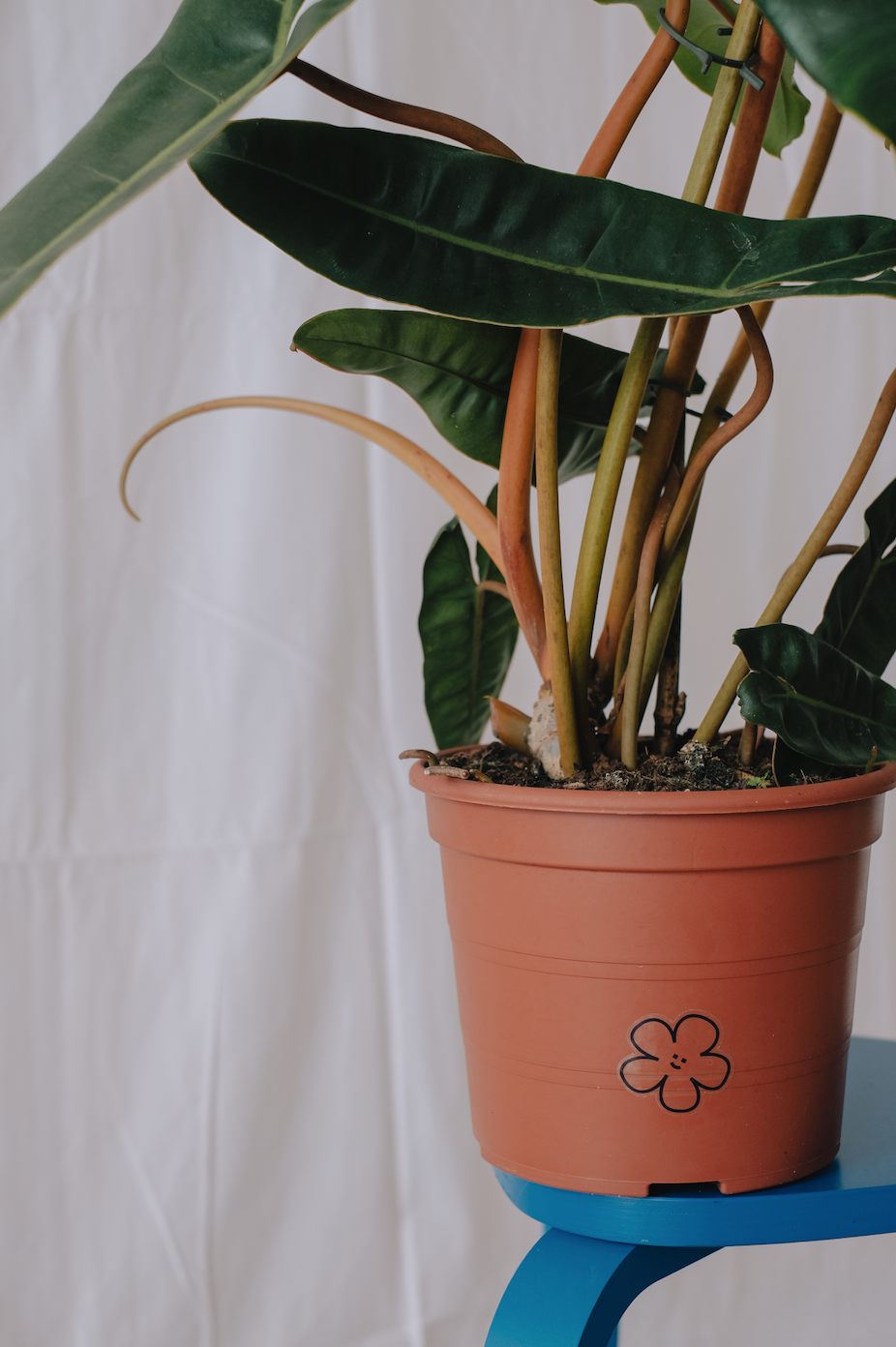 Philodendron Billietiae
