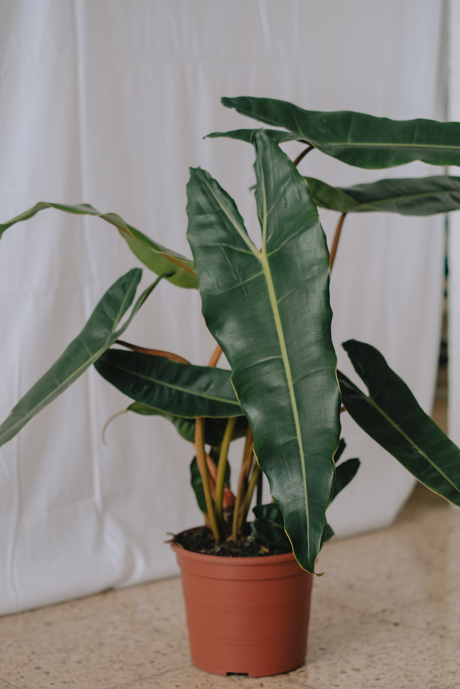 Philodendron Billietiae