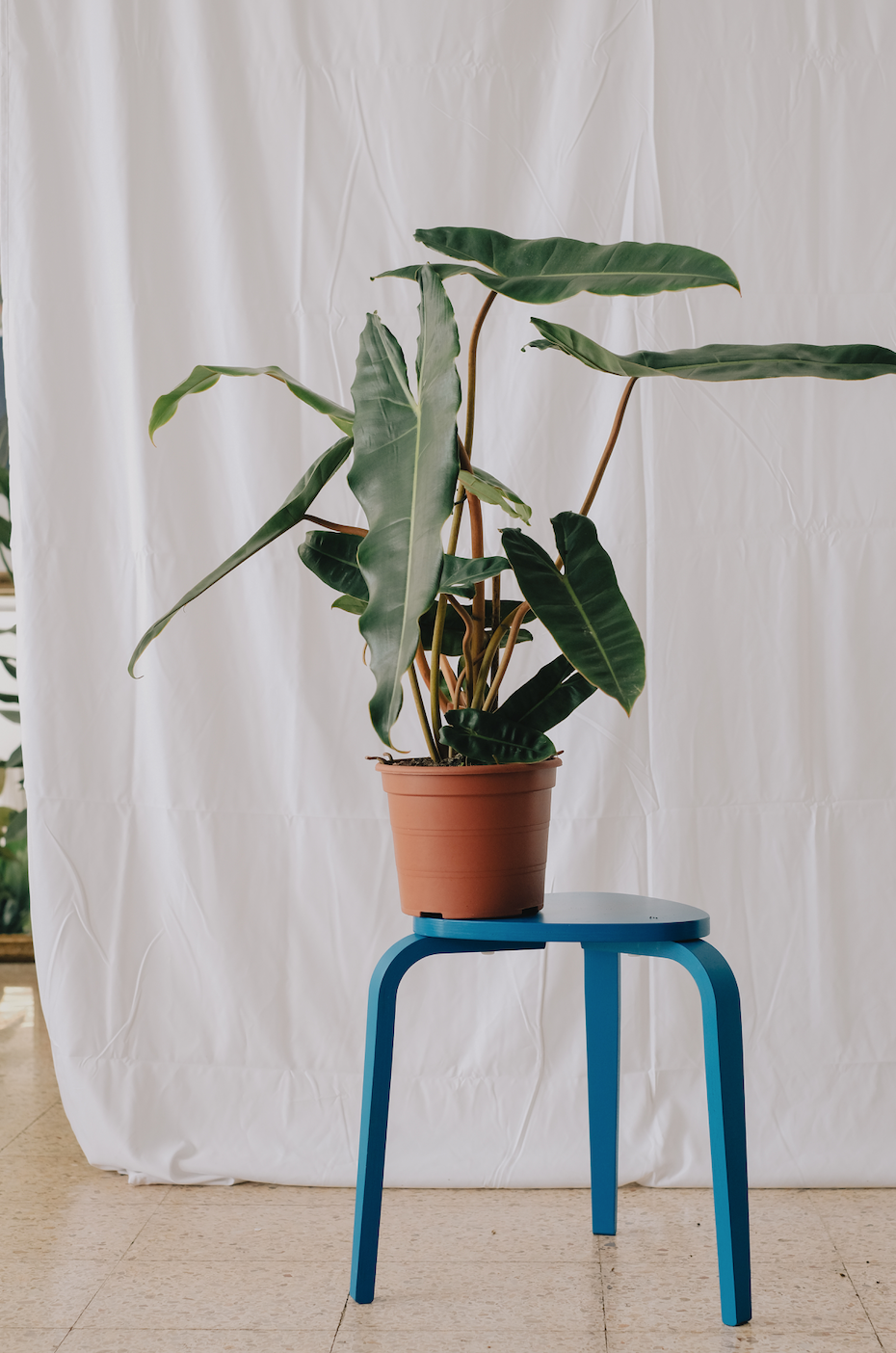 Philodendron Billietiae