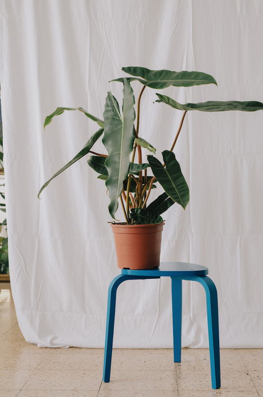 Philodendron Billietiae