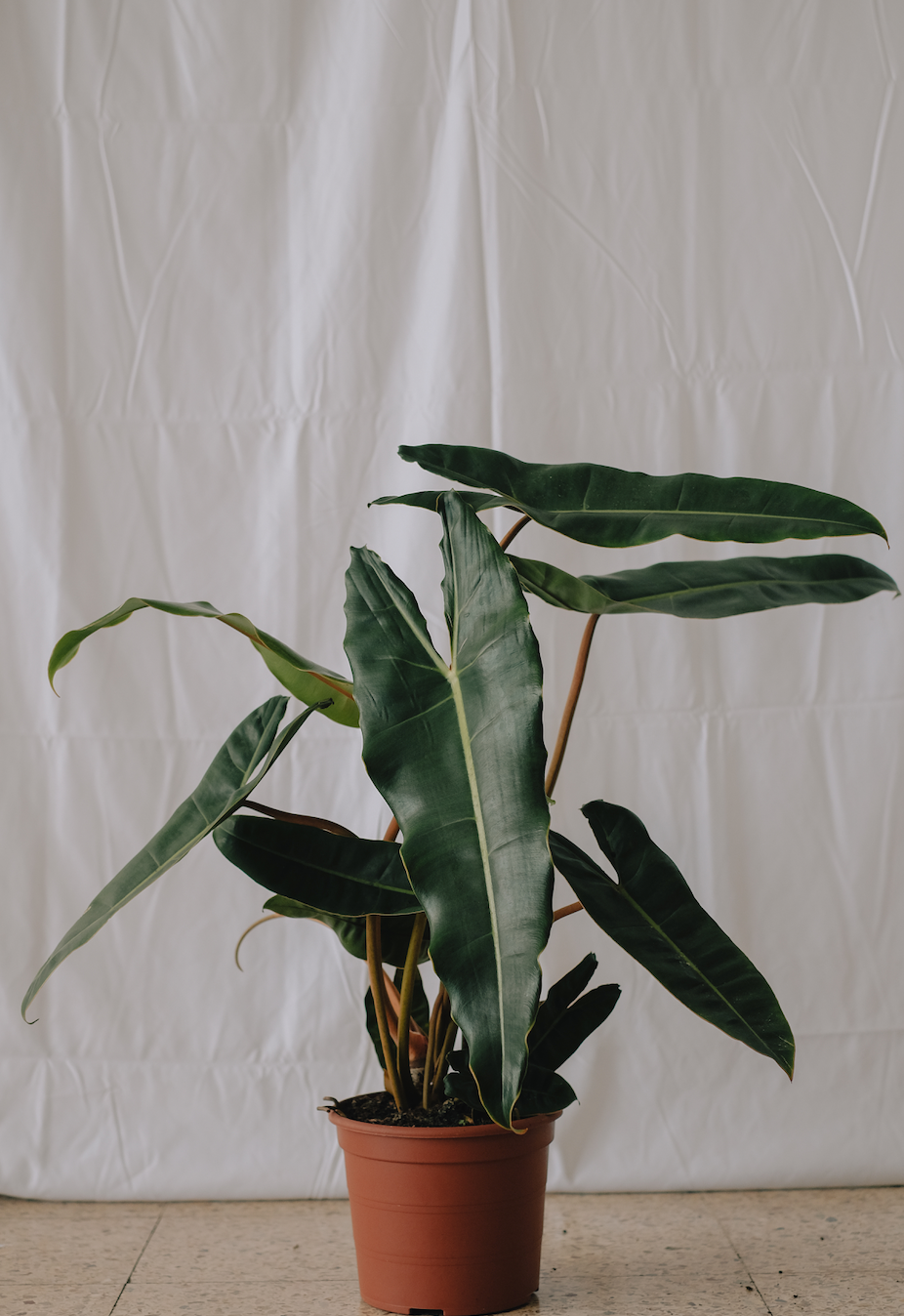 Philodendron Billietiae