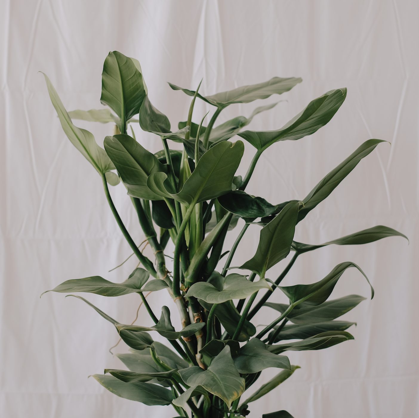 Philodendron Silver Sword