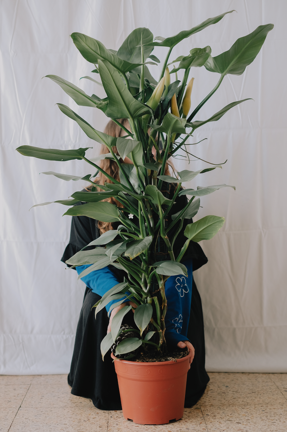 Philodendron Silver Sword