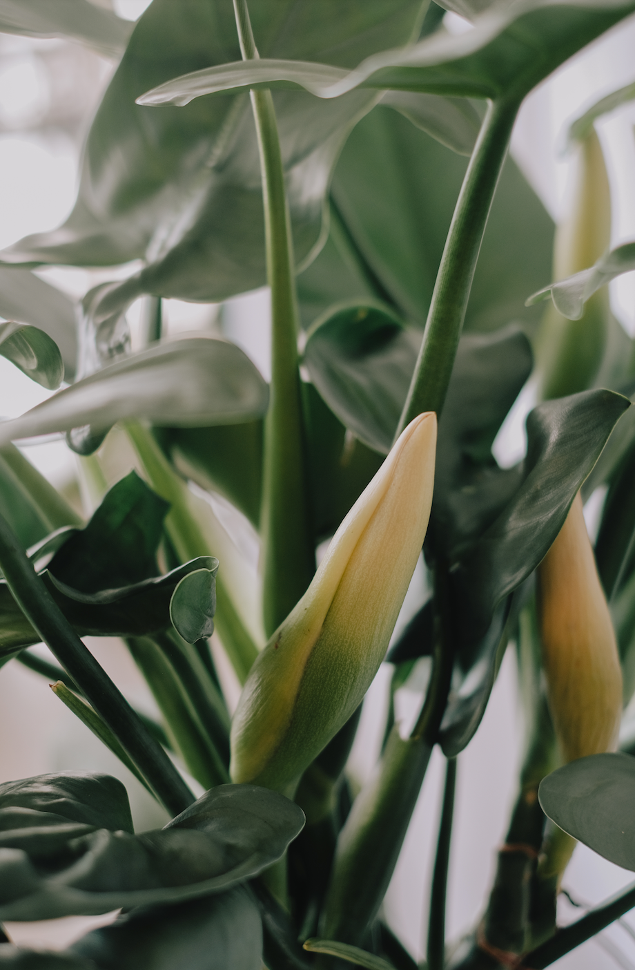 Philodendron Silver Sword