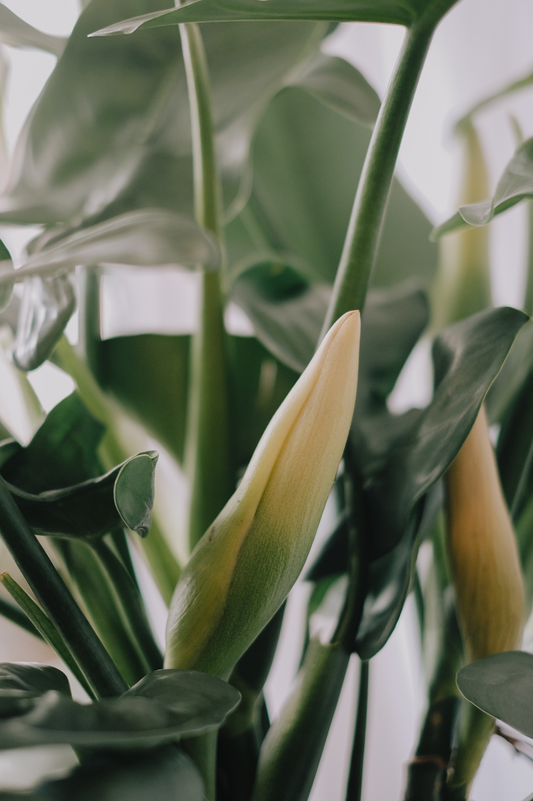 Philodendron Silver Sword