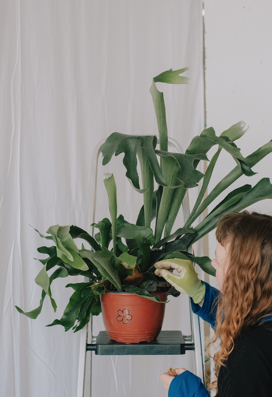 Platycerium Bifurcatum