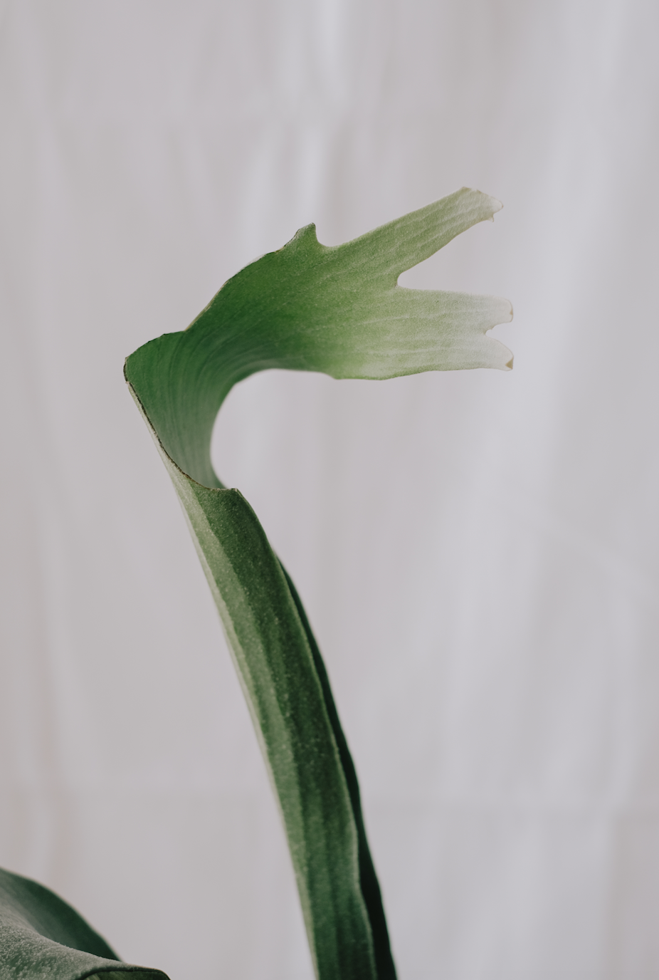 Platycerium Bifurcatum