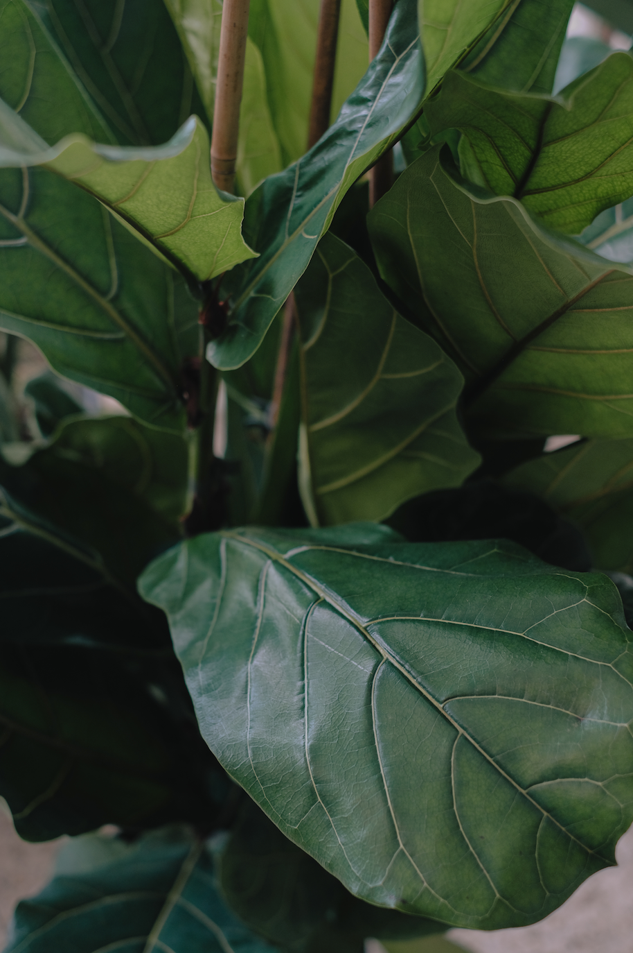 Ficus Lyrata