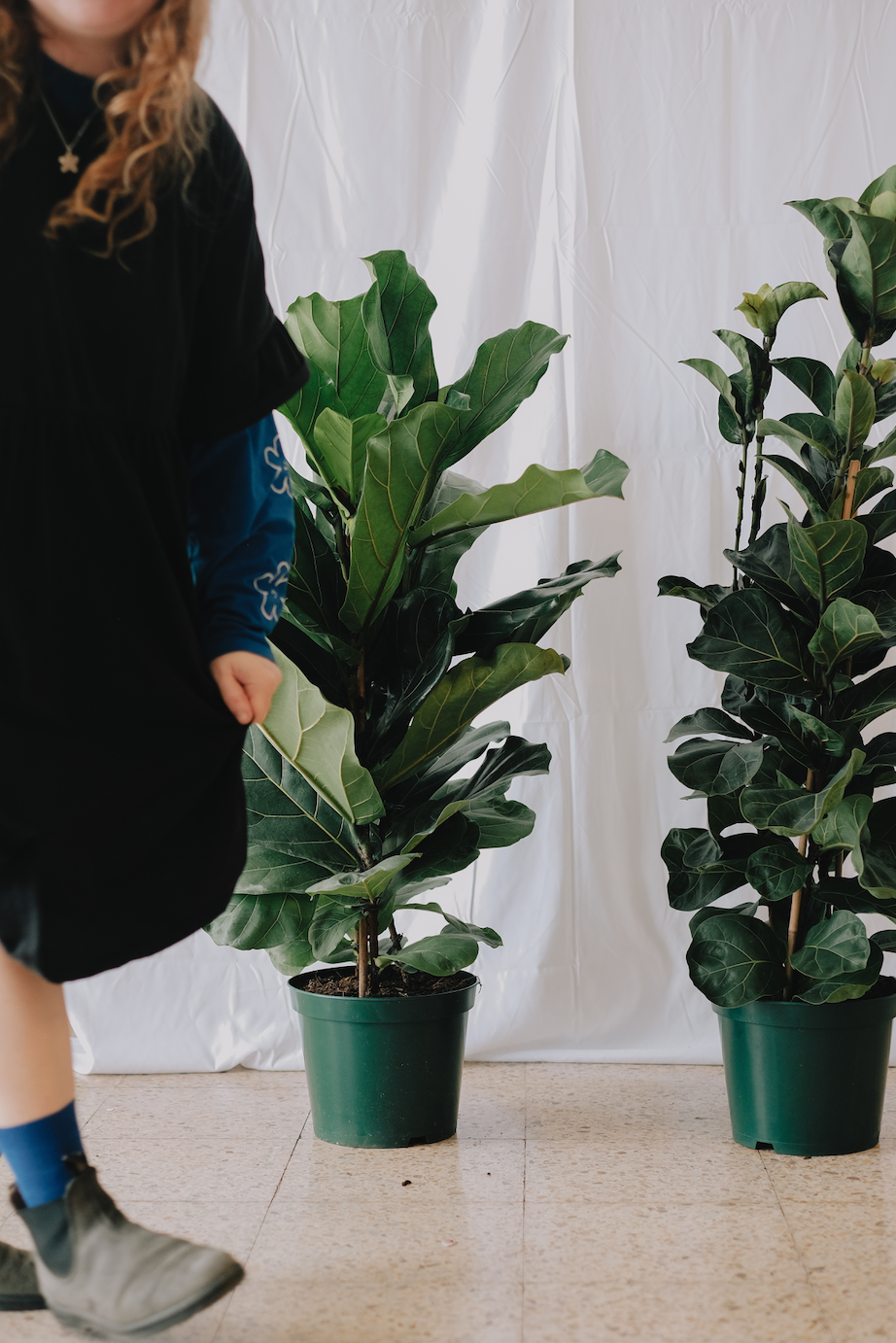 Ficus Lyrata