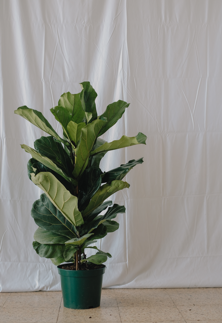 Ficus Lyrata