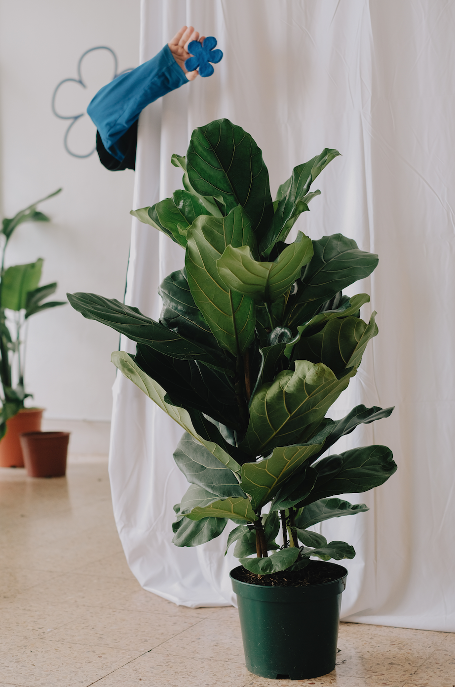 Ficus Lyrata