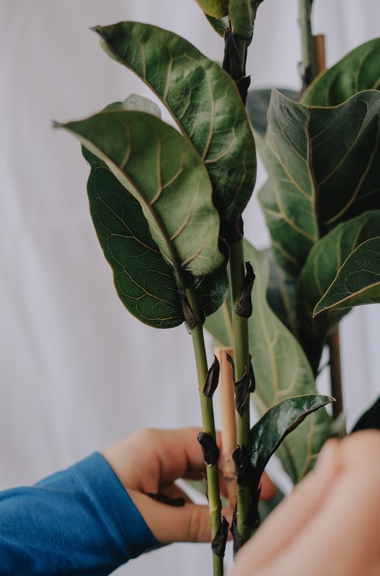 Ficus Lyrata Bambino