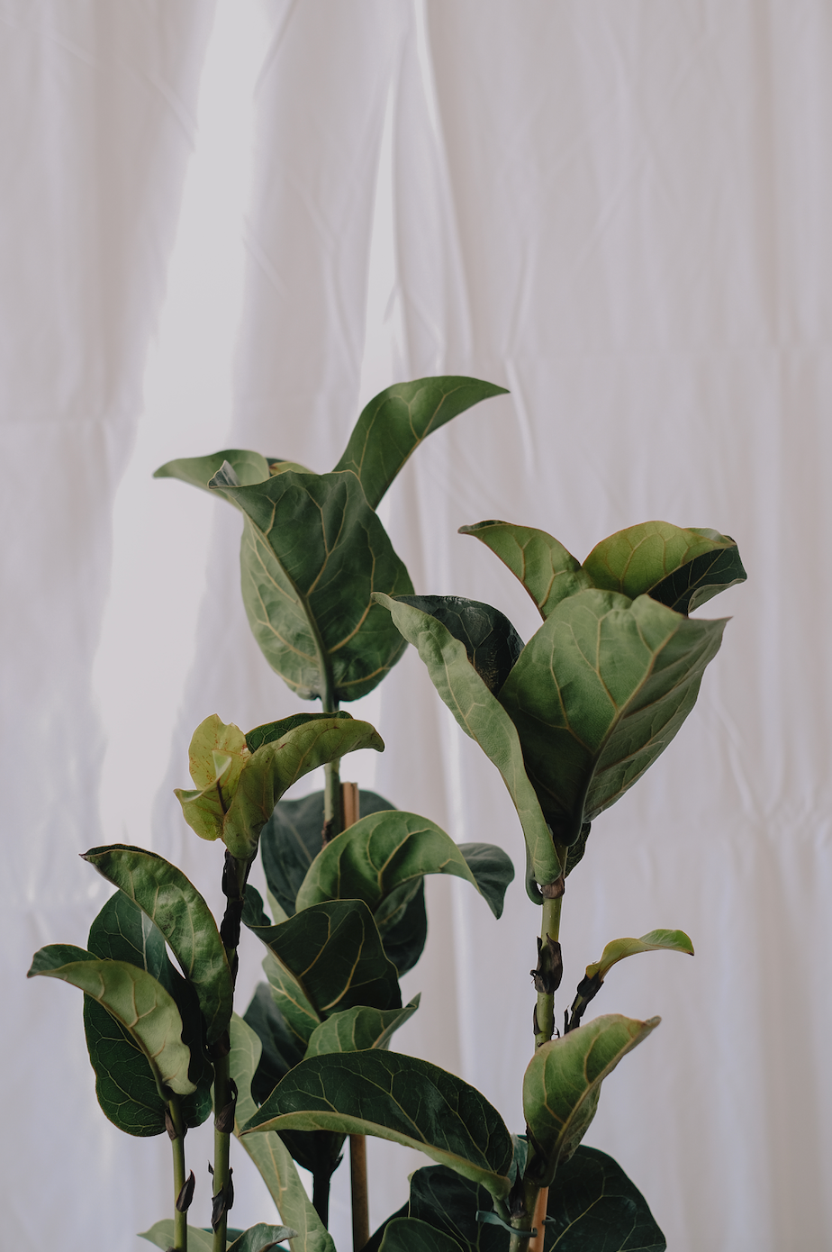 Ficus Lyrata Bambino