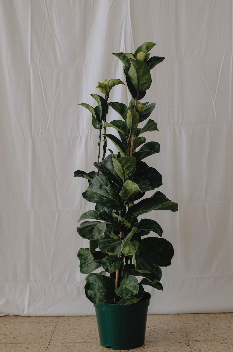 Ficus Lyrata Bambino