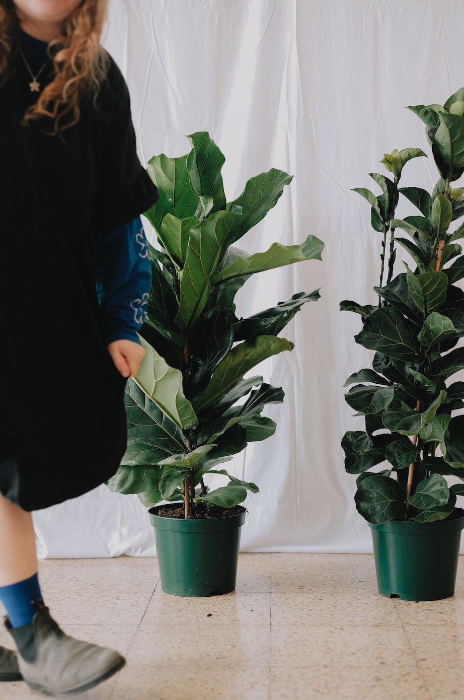 Ficus Lyrata Bambino