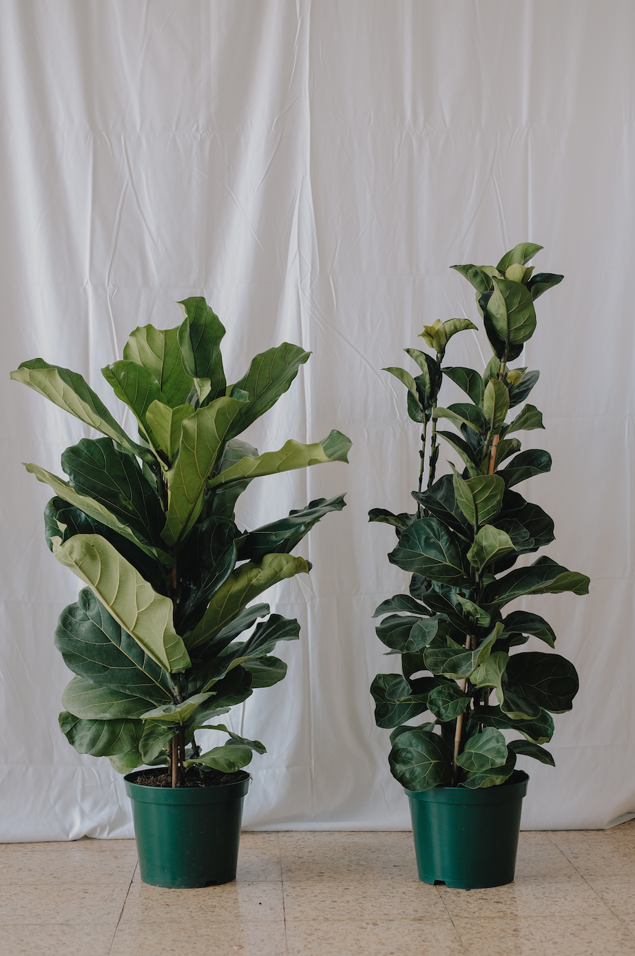 Ficus Lyrata Bambino