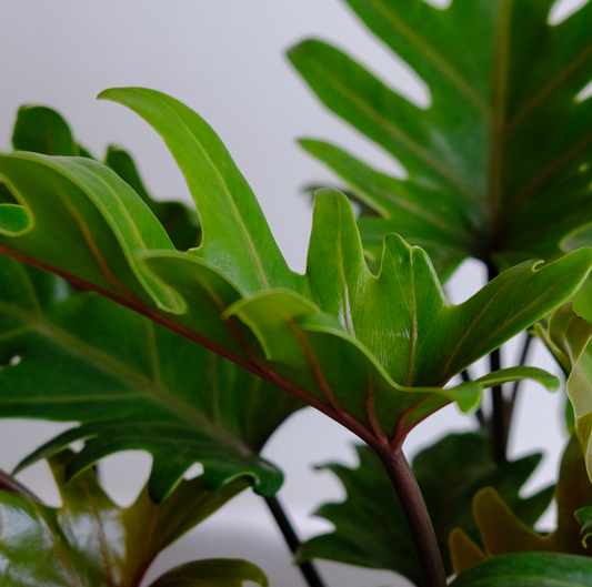 Philodendron Xanadu