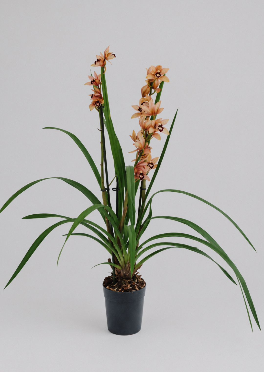 Cymbidium Hybrid
