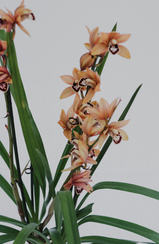 Cymbidium Hybrid