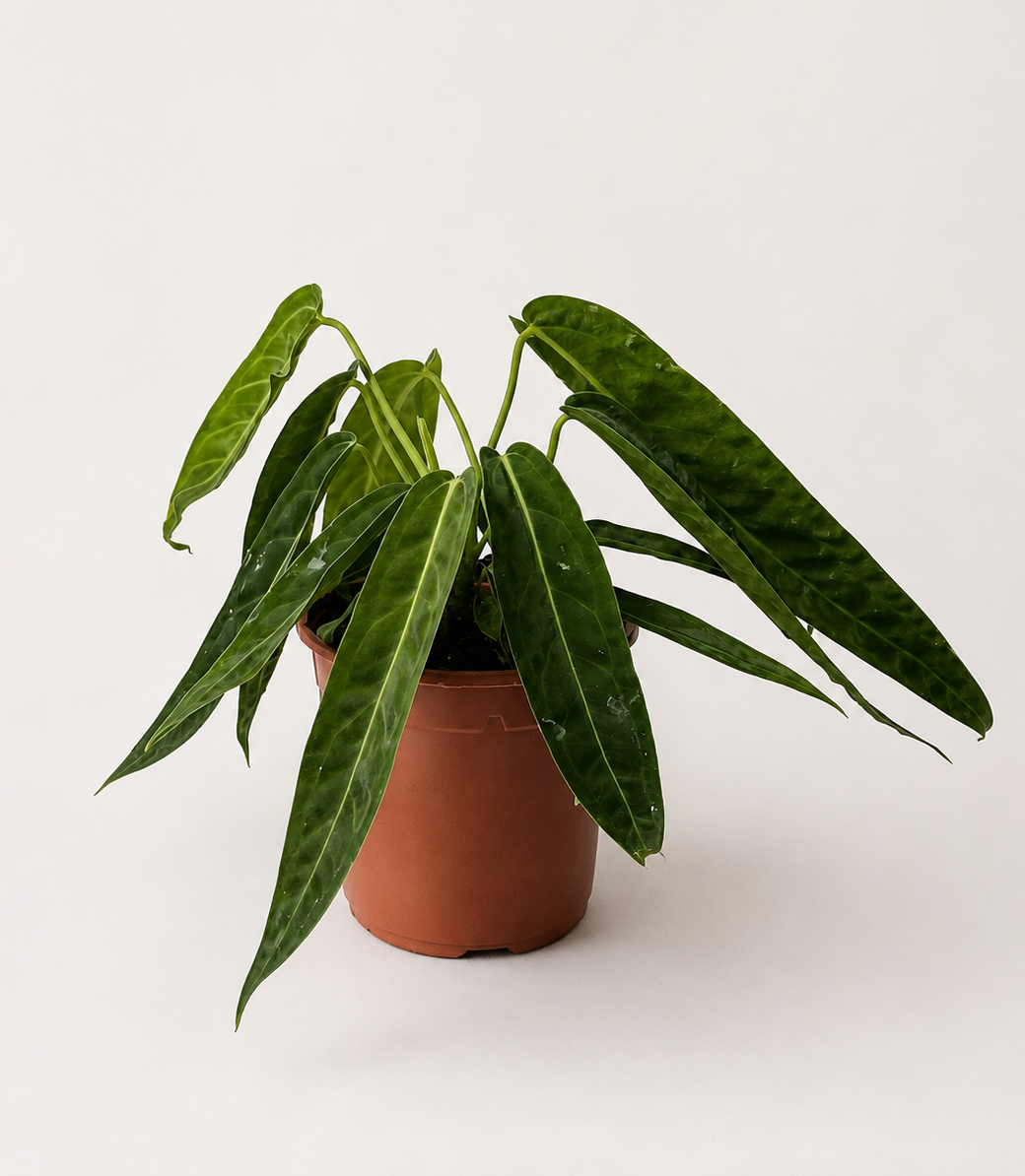 Anthurium Warocqueanum