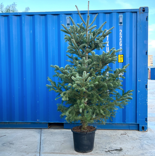 Arbol de Navidad {grande}