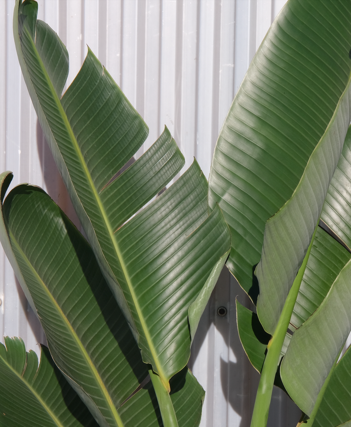 Strelitzia Nicolai