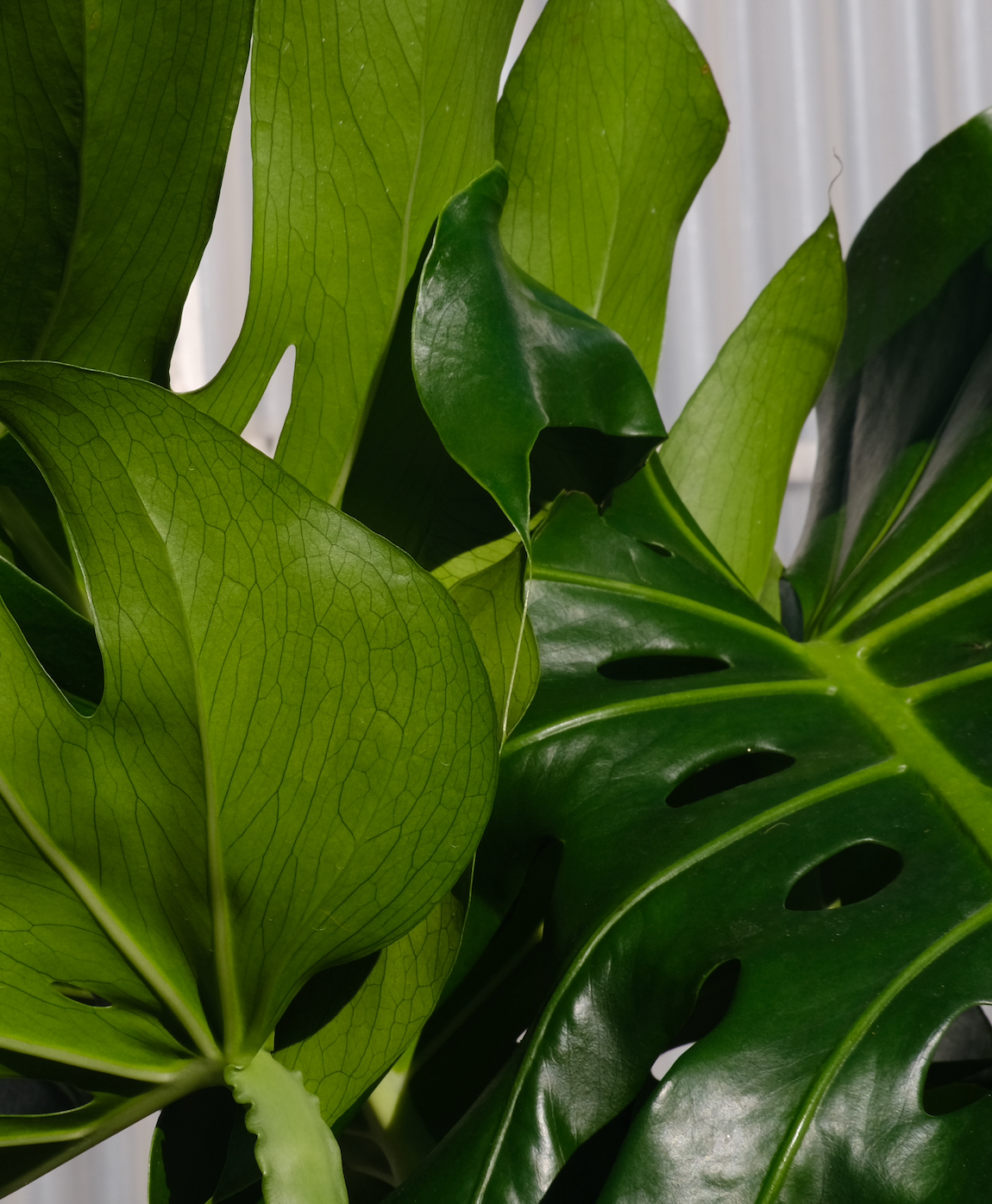 Monstera Deliciosa