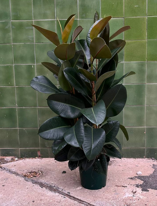 Ficus Elastica